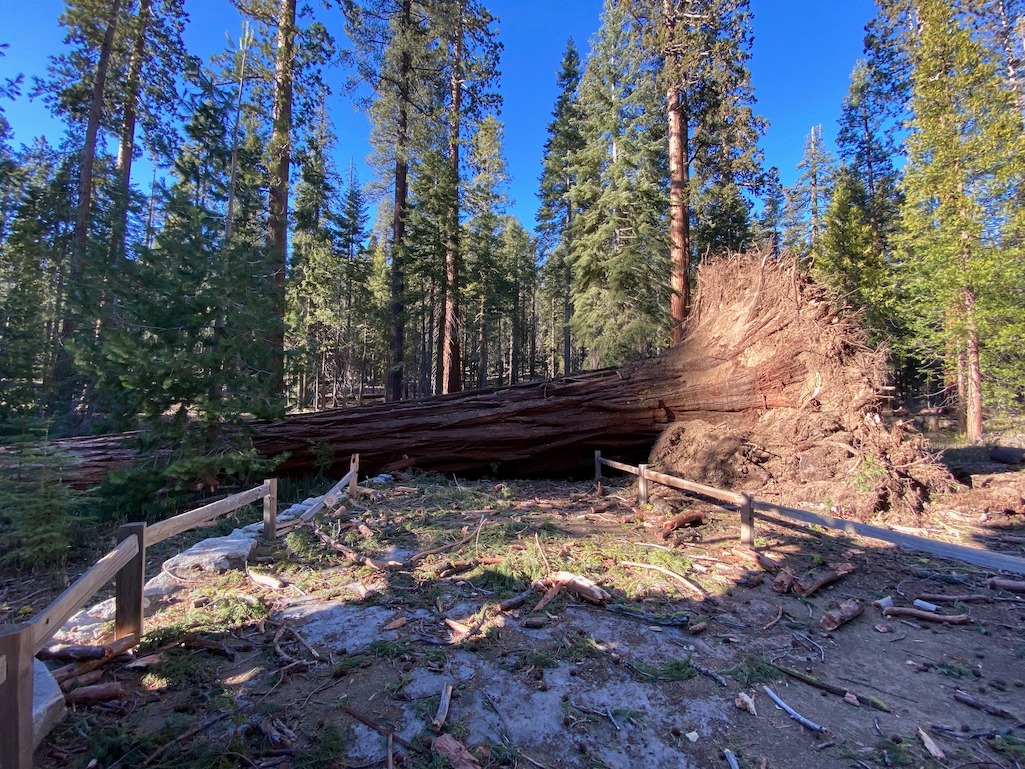 Several giant sequoias (and many other trees) fell during the Mono wind event on January 19, 2021. Several giant sequoias (and many other trees) fell during the Mono wind event on January 19, 2021.