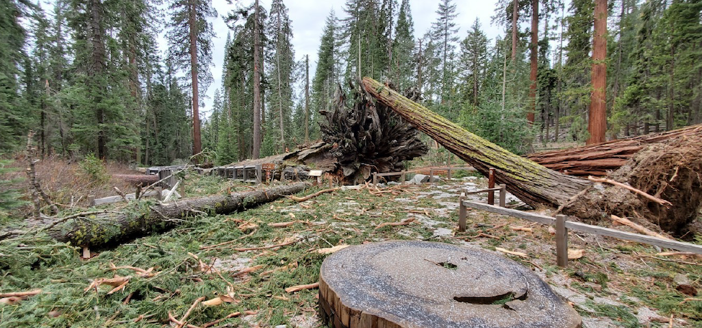 At least 15 sequoia trees were downed by the Mono wind event on January 19/NPS