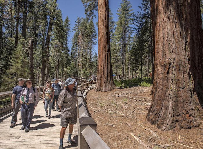 Guests invited to the dedication ceremony explore the Mariposa Grove of Giant Sequoias/NPS Guests invited to the dedication ceremony explore the Mariposa Grove of Giant Sequoias/NPS