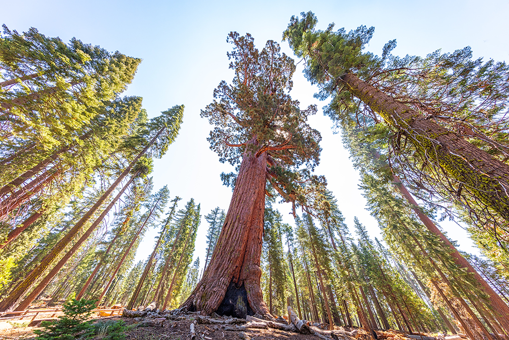 Grizzly Giant in Mariposa Grove, Yosemite National Park / Rebecca Latson Grizzly Giant in Mariposa Grove, Yosemite National Park / Rebecca Latson
