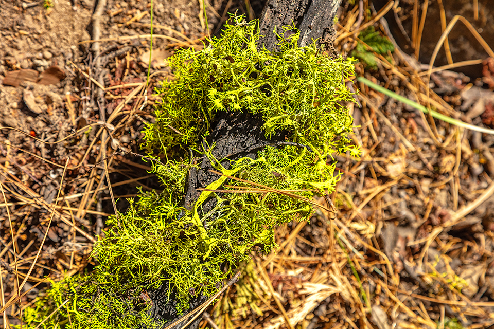 A brightly-colored lichen, Yosemite National Park / Rebecca Latson A brightly-colored lichen, Yosemite National Park / Rebecca Latson