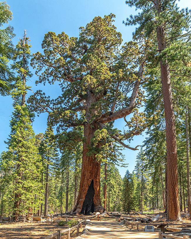 The majesty of Grizzly Giant at Mariposa Grove, Yosemite National Park / Rebecca Latson The majesty of Grizzly Giant at Mariposa Grove, Yosemite National Park / Rebecca Latson