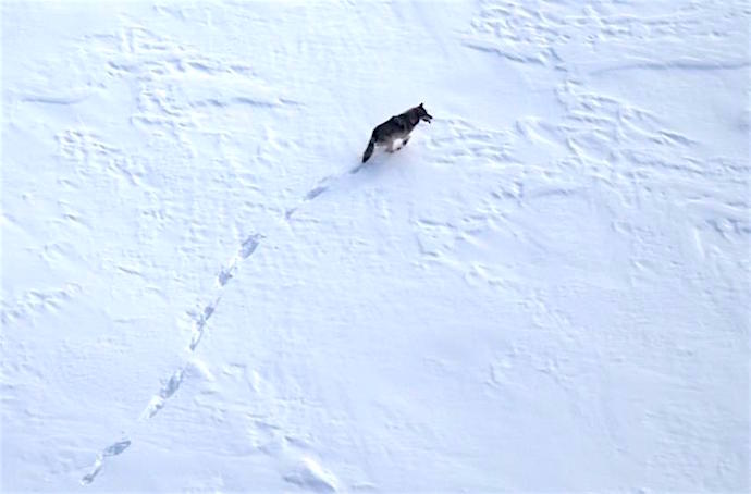Different management approaches towards wolves and caribou have impacted Yukon-Charley Rivers' wolves/NPS file