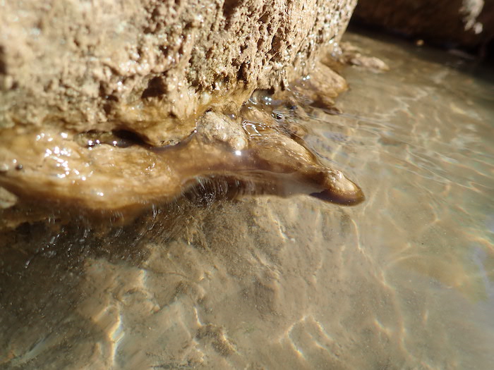 A brown cyanobacteria mat in the Virgin River at Zion National Park, where a dog died after coming into contact with an algal bloom/NPS A brown cyanobacteria mat in the Virgin River at Zion National Park, where a dog died after coming into contact with an algal bloom/NPS