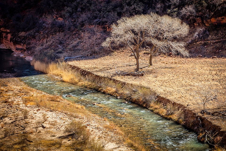 A tree and a river, Zion National Park / Rebecca Latson A tree and a river, Zion National Park / Rebecca Latson