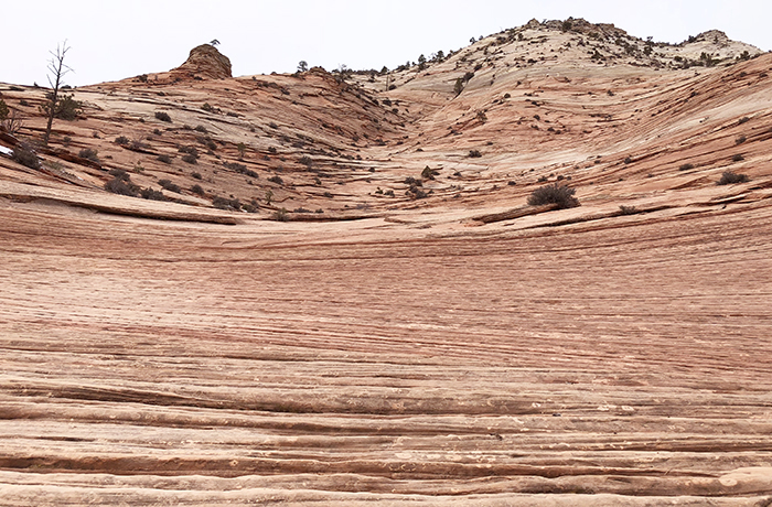 Sandstone cross bedding, Zion National Park / Rebecca Latson Sandstone cross bedding, Zion National Park / Rebecca Latson