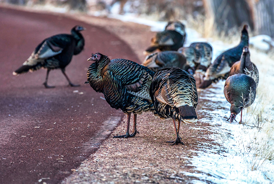 A rafter (aka flock) of wild turkeys, Zion National Park / Rebecca Latson A rafter (aka flock) of wild turkeys, Zion National Park / Rebecca Latson