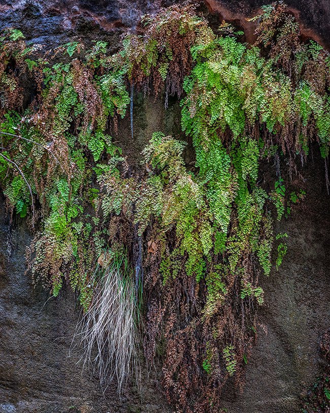 Hanging garden greenery, Zion National Park / Rebecca Latson