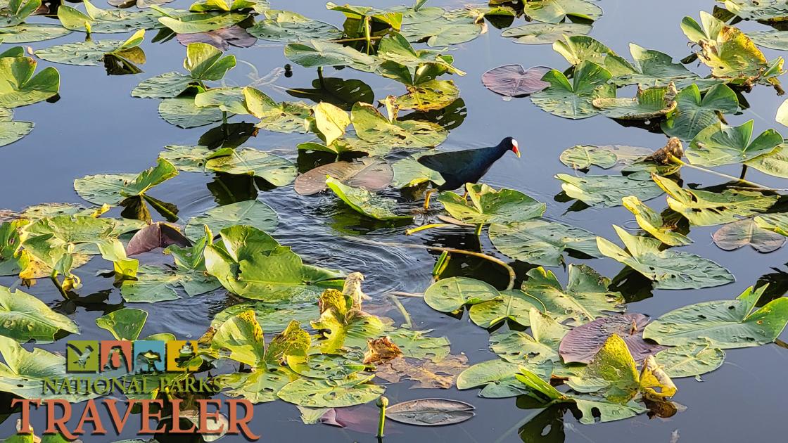 National Parks Traveler Audio Postcard: The Anhinga Trail In Everglades National Park