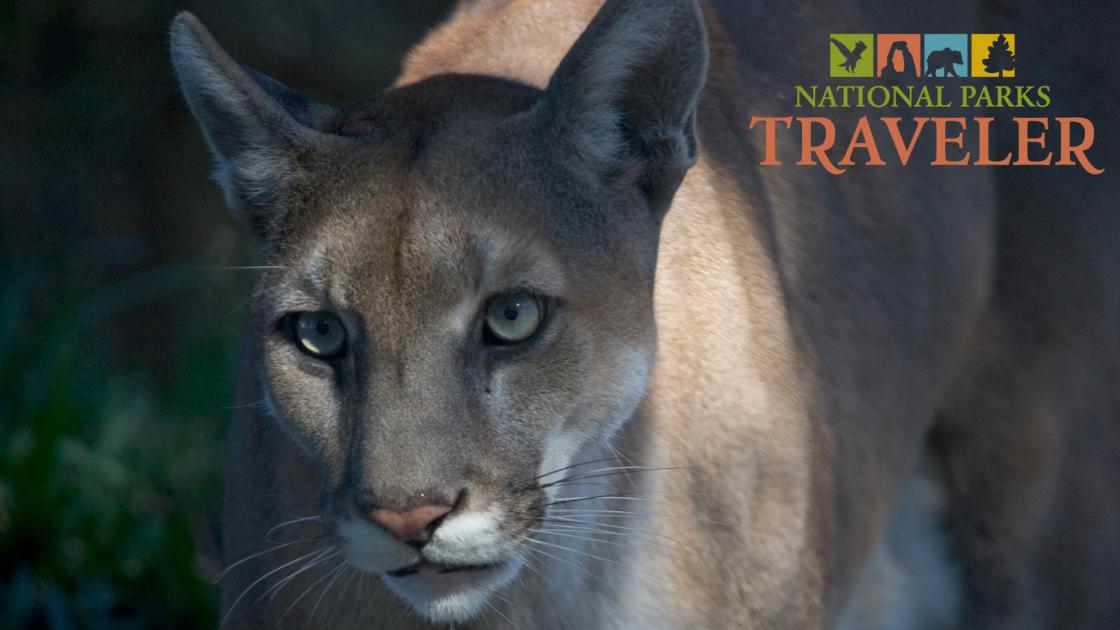 Exploring the Florida Wildlife Corridor