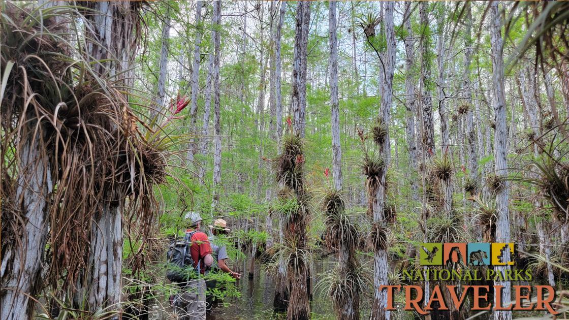 Exploring a cypress dome during a slough slog at Everglades National Park Exploring a cypress dome during a slough slog at Everglades National Park