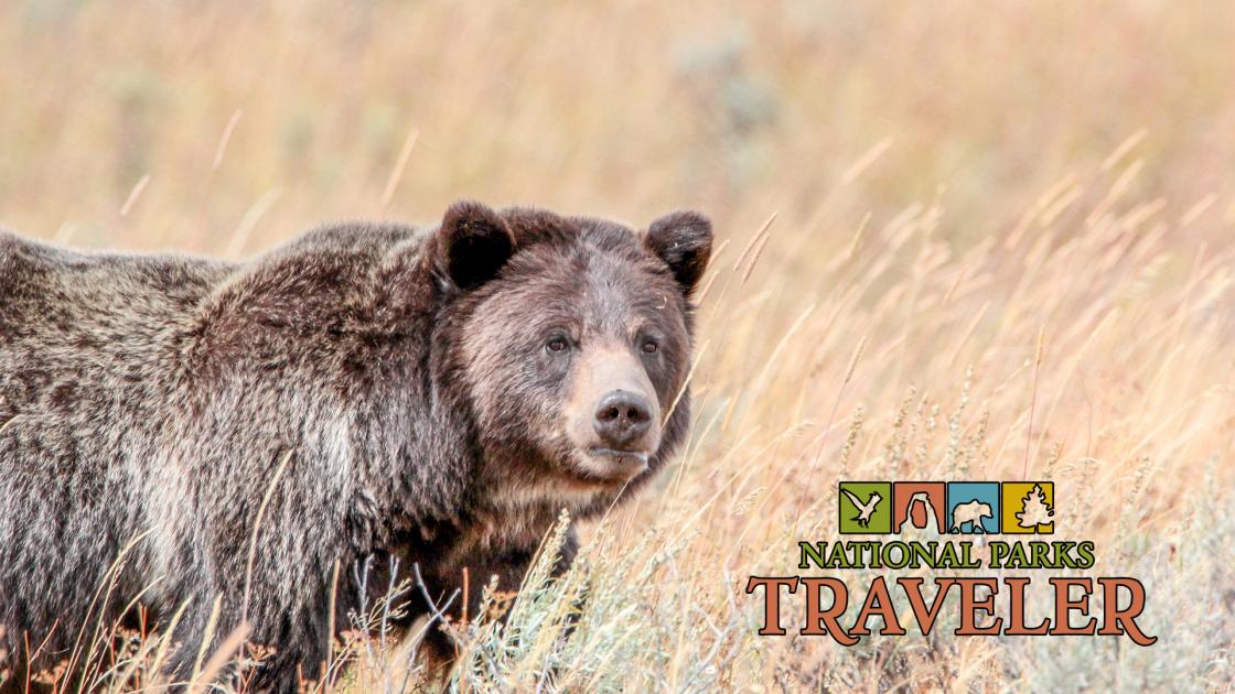 National Parks Traveler Podcast 18: Staying Safe In Bear Habitat, Thomas Moran And The Parks