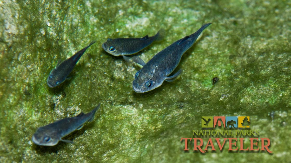 Devil's hole Pupfish