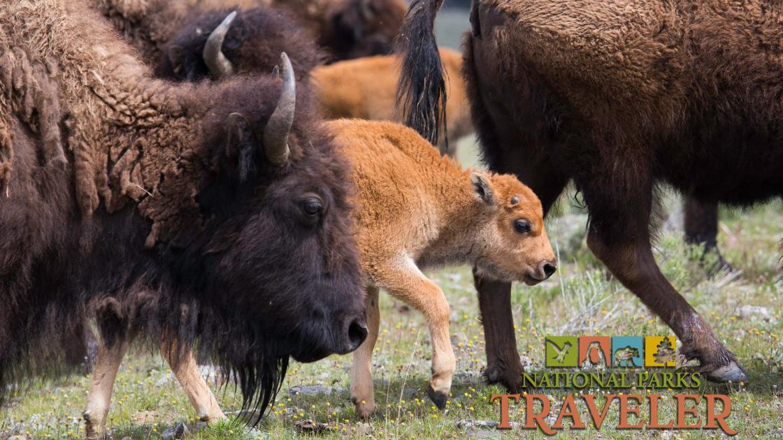 An image of a baby bison walking in a herd of bison