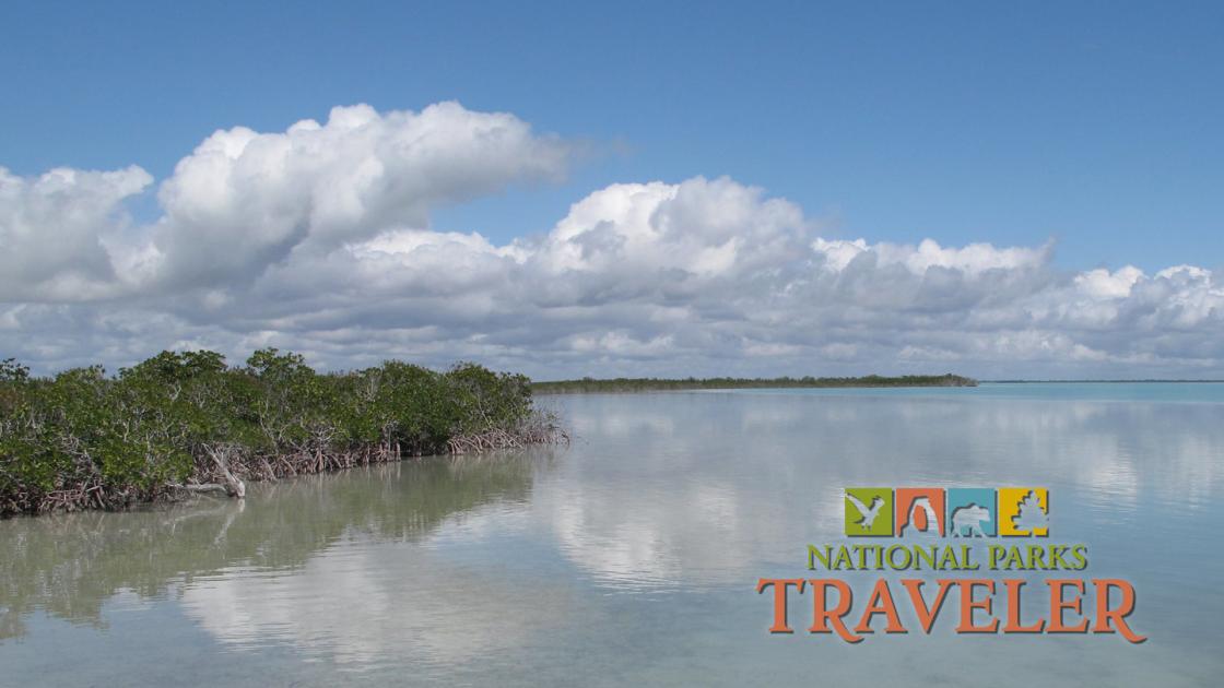 An image of the shoreline from the Florida Everglades