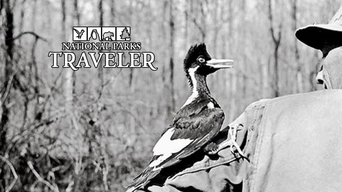 A black and white image of an ivory-billed woodpecker