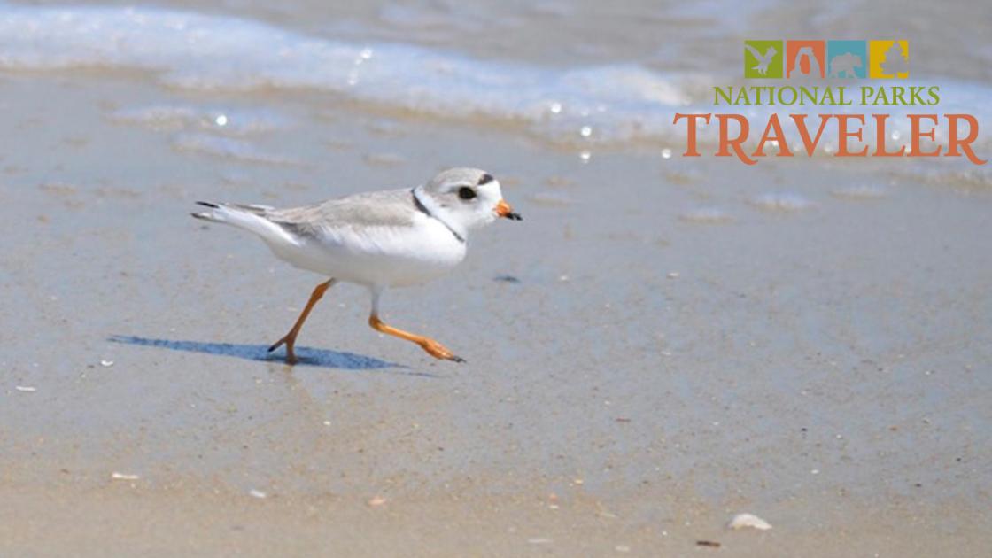 An image of a piping plover running on the beach