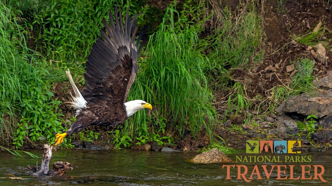 A bald eagle flying over a river, photo by Rebecca Latson