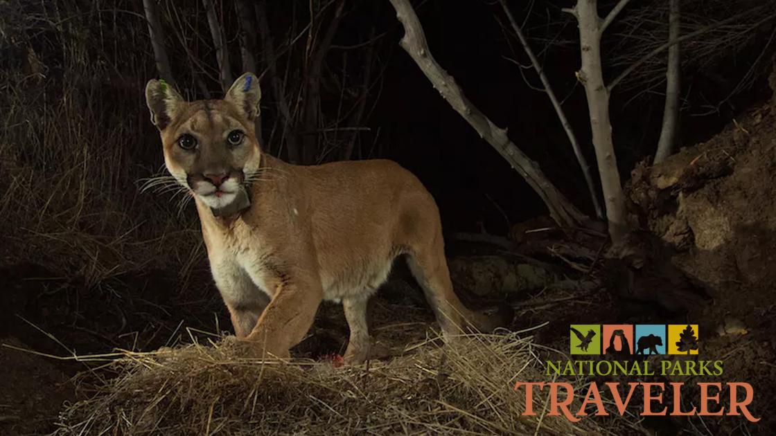 Trail camera image of mountain lion P-35