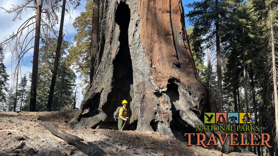 A man standing in the hollow of a giant sequoia tree at Sequoia National Park
