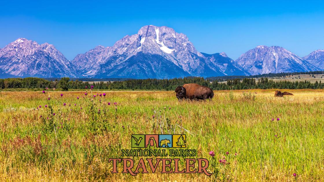 Bison at Grand Teton National Park, photo by Rebecca Latson