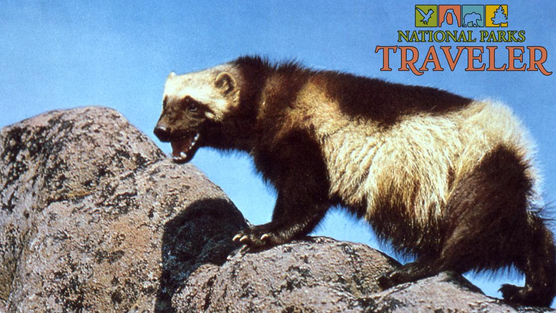 A wolverine climbing on rocks, photo courtesy of NPS