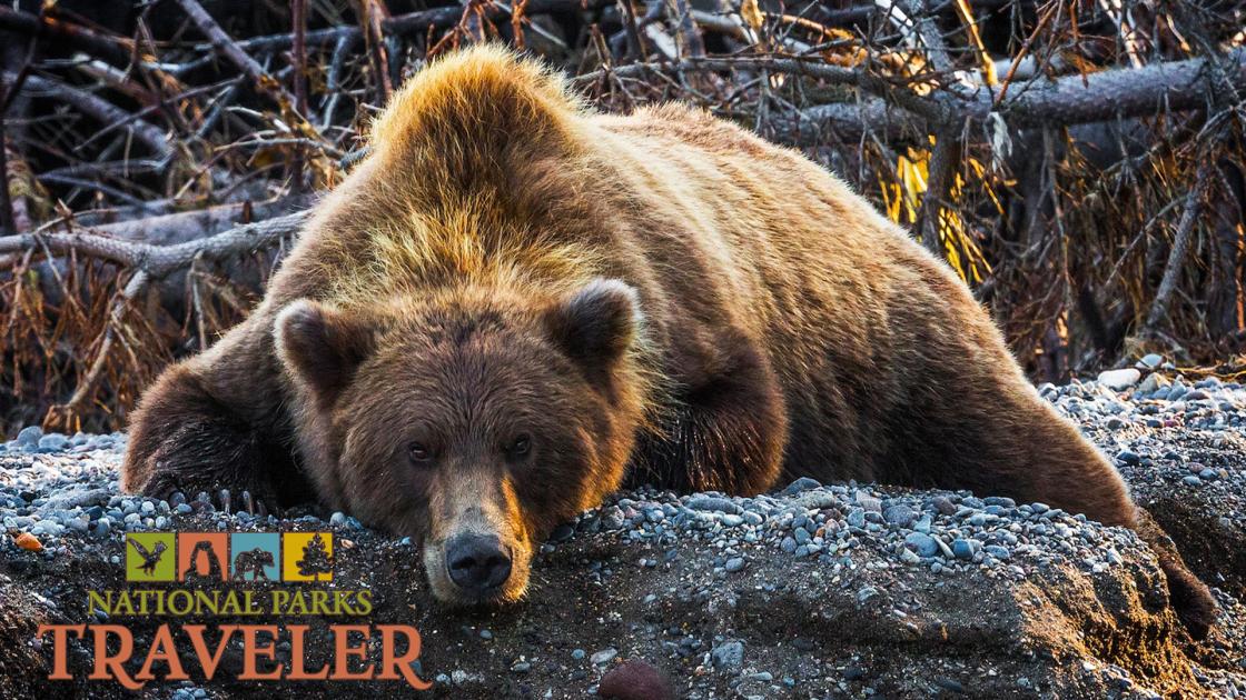 An image of a bear laying down on the ground, looking at the camera at Lake Clark National Preserve. Photo by Rebecca Latson.