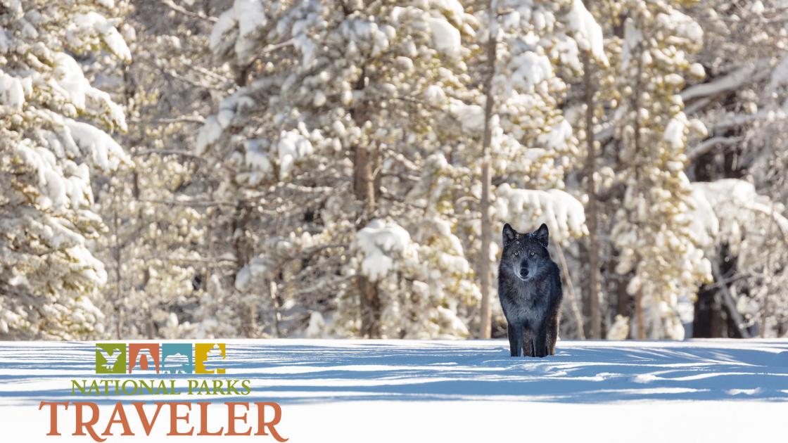 Black wolf in Snow at Yellowstone National Park. NPS photo by Jacob W. Frank
