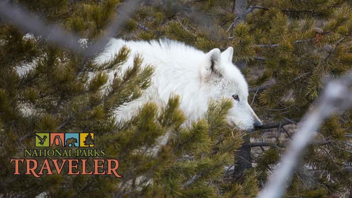 Yellowstone Wolves/NPS