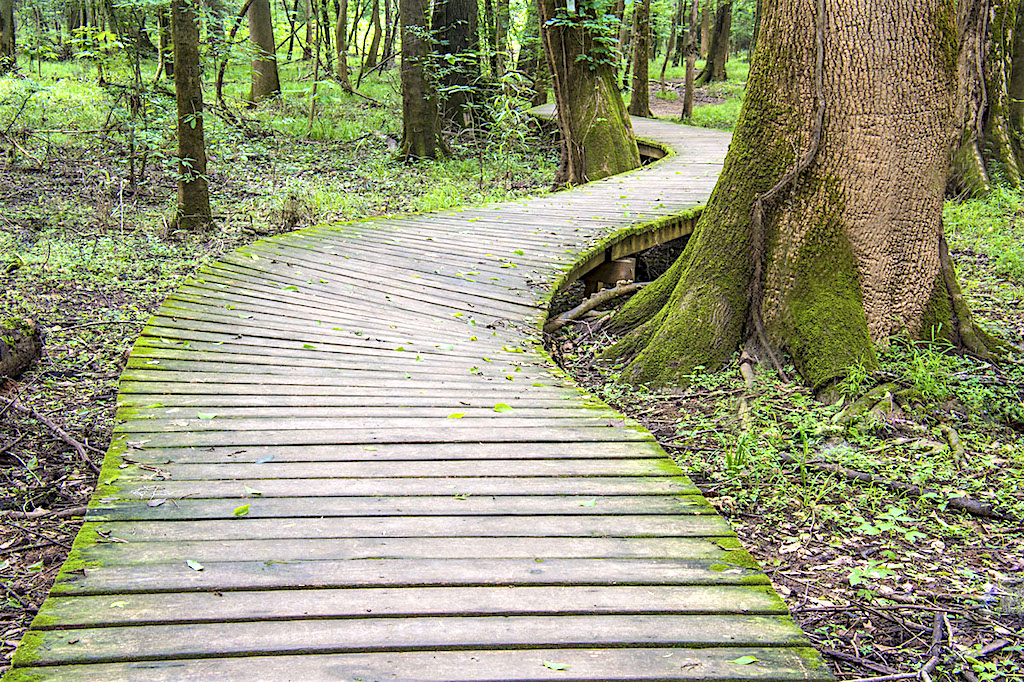 Boardwalks help you explore Congaree National Park/Harold Jerrell Boardwalks help you explore Congaree National Park/Harold Jerrell