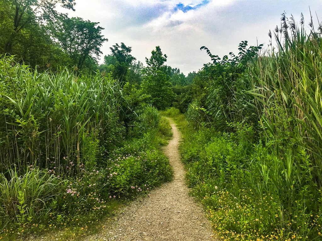 The leading line of a beige dirt trail with lush green vegetation on either side, Cuyahoga Valley National Park