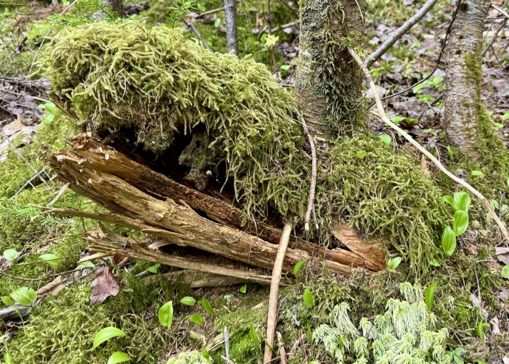 Studying the black spruce forest during a forest therapy walk in Gros Morne National Park.
