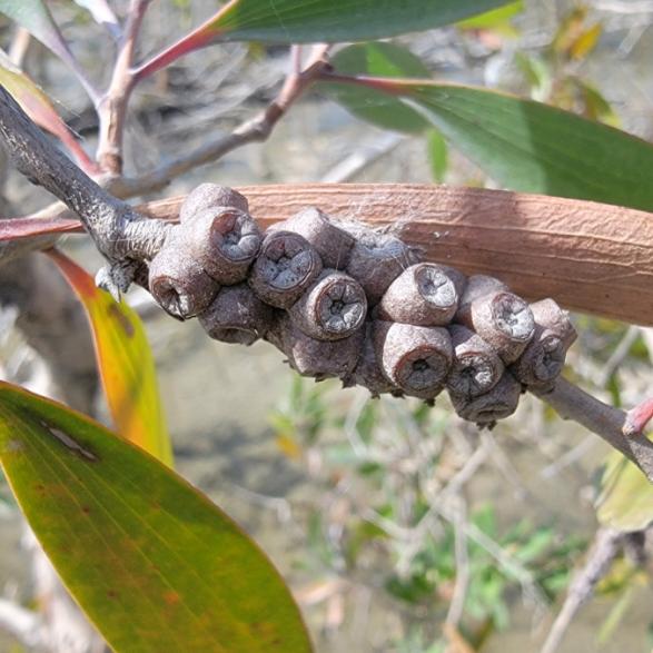 Melaleuca seed pods Melaleuca seed pods