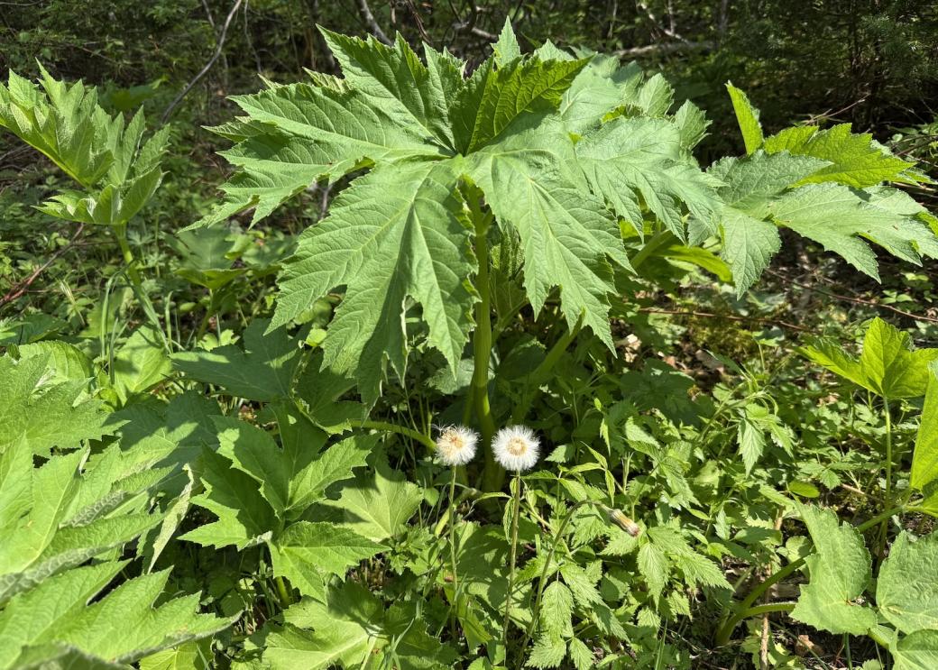 You can't pick flowers in a national park, but you can still admire them.