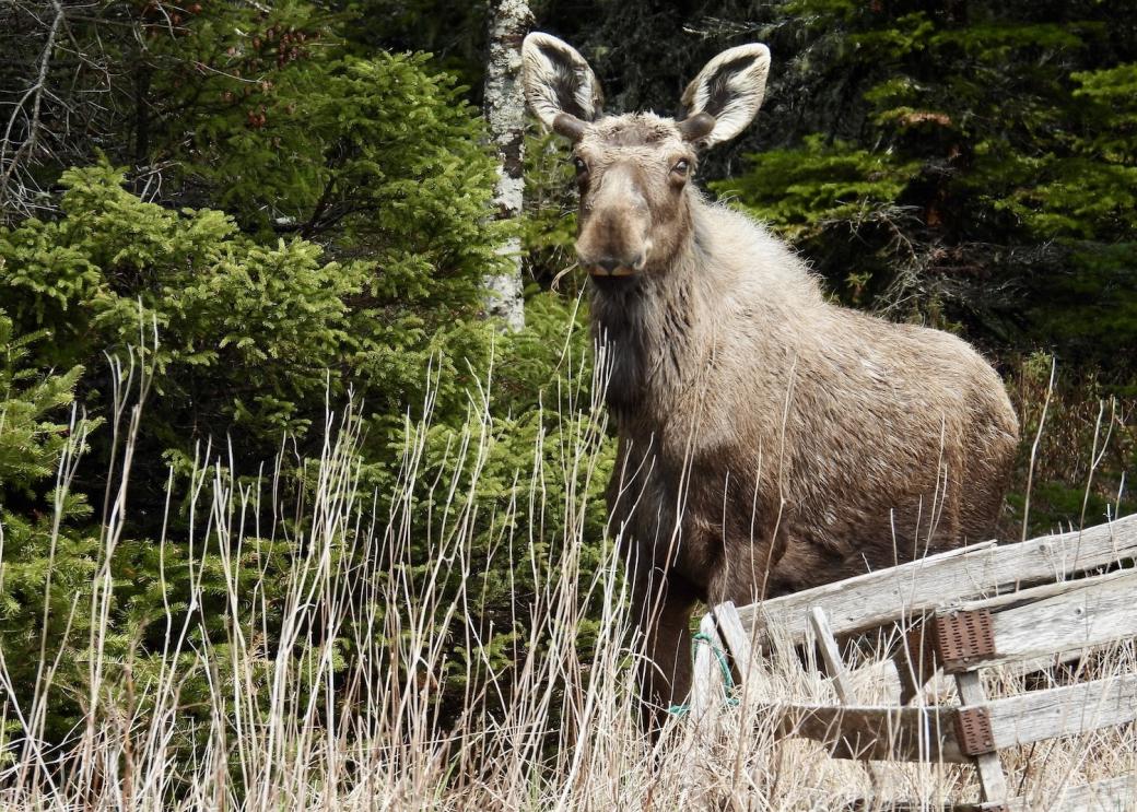 Moose are an ever-present danger along the roads of Newfoundland and Labrador.