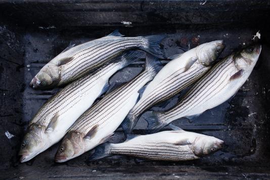 Striped bass from the Chesapeake Striped bass from the Chesapeake