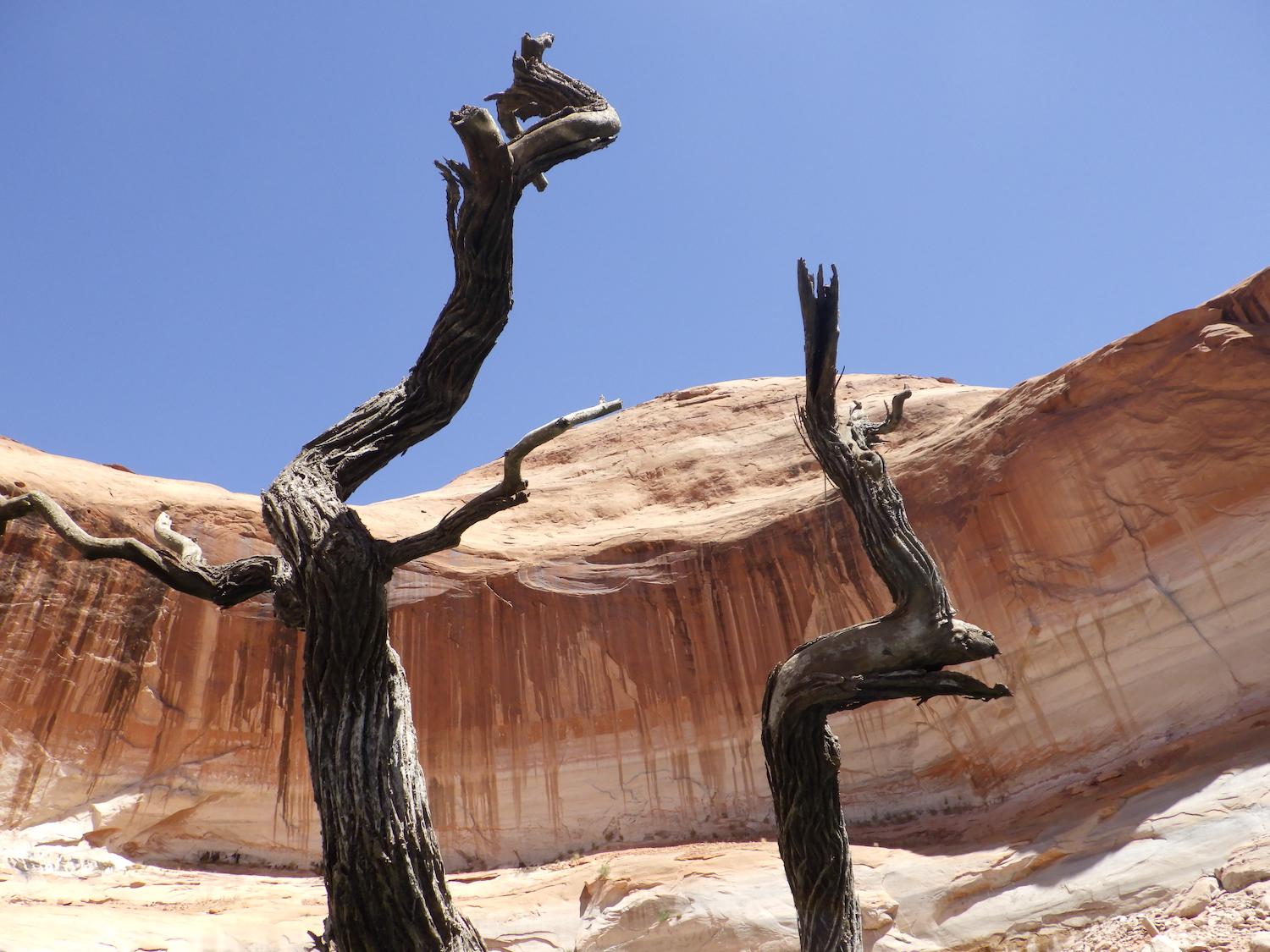 Cottonwood trees were surfacing from beneath Lake Powell's waters/Kurt Repanshek