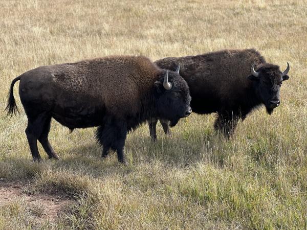 Bison in Yellowstone National Park Bison in Yellowstone National Park