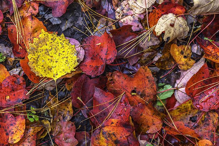 Standing out in a crowd, Acadia National Park / Rebecca Latson Standing out in a crowd, Acadia National Park / Rebecca Latson