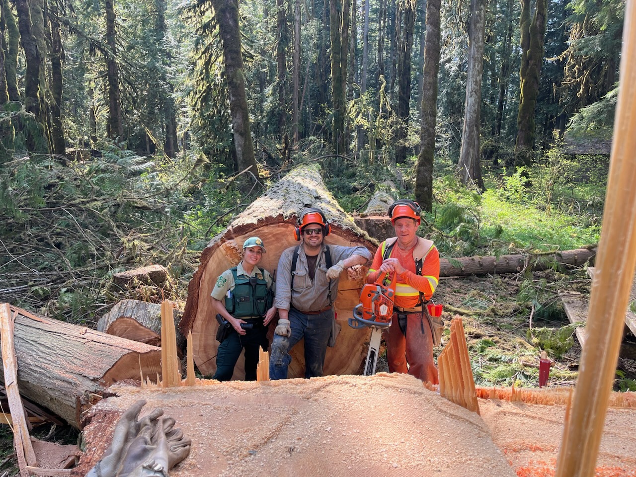 3 crewmembers stand in front of the large cedar, one is holding a chain saw