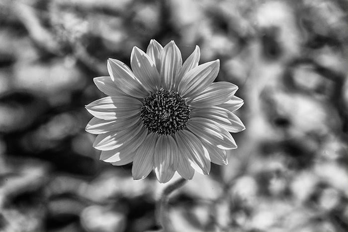 The petal pattern of a common sunflower in black & white, Padre Island National Seashore / Rebecca Latson The petal pattern of a common sunflower in black & white, Padre Island National Seashore / Rebecca Latson