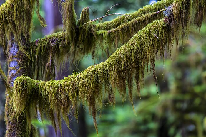 Moss drapery, Mount Rainier National Park / Rebecca Latson Moss drapery, Mount Rainier National Park / Rebecca Latson