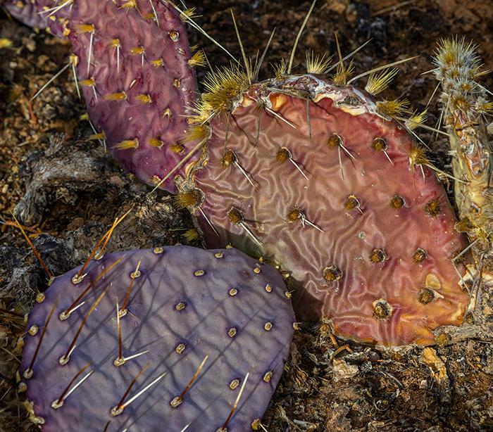 Filling the frame with the pattern, texture and colors of a prickly pear cactus, Canyonlands National Park / Rebecca Latson Filling the frame with the pattern, texture and colors of a prickly pear cactus, Canyonlands National Park / Rebecca Latson