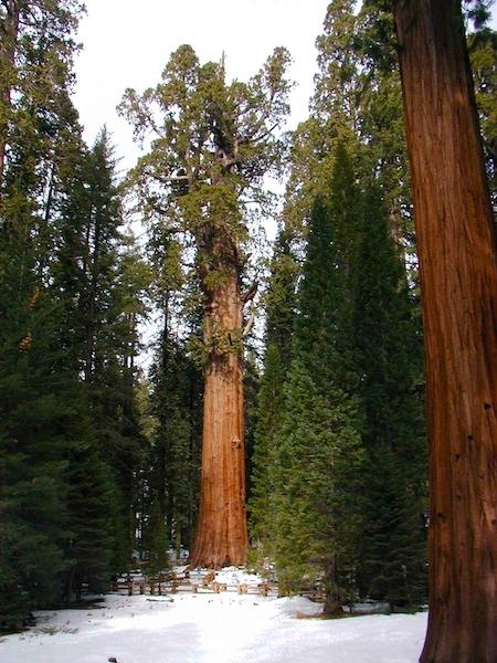 You can snowshoe and cross-country ski in the Giant Forest of Sequoia and in Grant Grove in nearby Kings Canyon/NPS file
