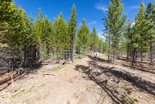 After fuels reduction at Grant Village in Yellowstone National Park in September 2020/NPS, Jacob W. Frank