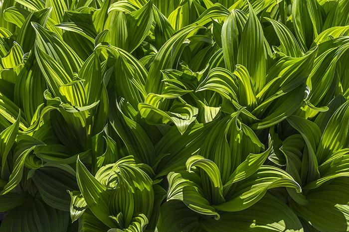 Saturated plant texture and color, Mount Rainier National Park / Rebecca Latson Saturated plant texture and color, Mount Rainier National Park / Rebecca Latson
