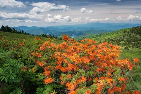 Roan Mountain wildflowers