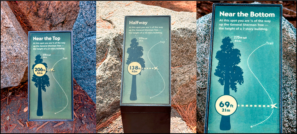 Elevation signs with respect to the General Sherman Tree height, Sequoia National Park / Rebecca Latson