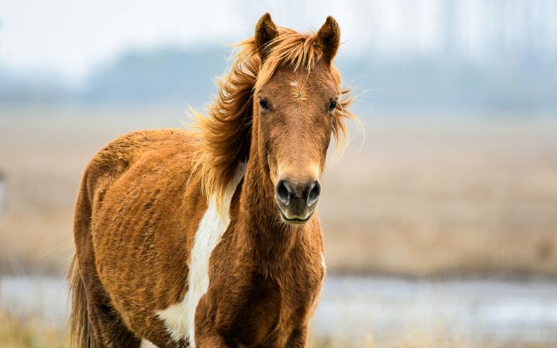 A close-up of a wild pony at Assateague Island National Seashore
