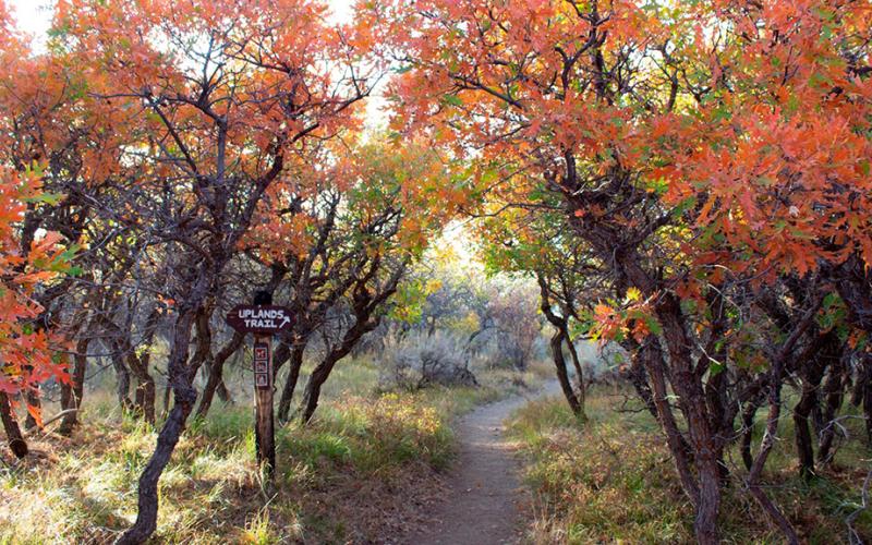 A narrow dirt trail between trees with dark trunks and branches and bright orange leaves along the Uplands Trail, Black Canyon of the Gunnison National Park